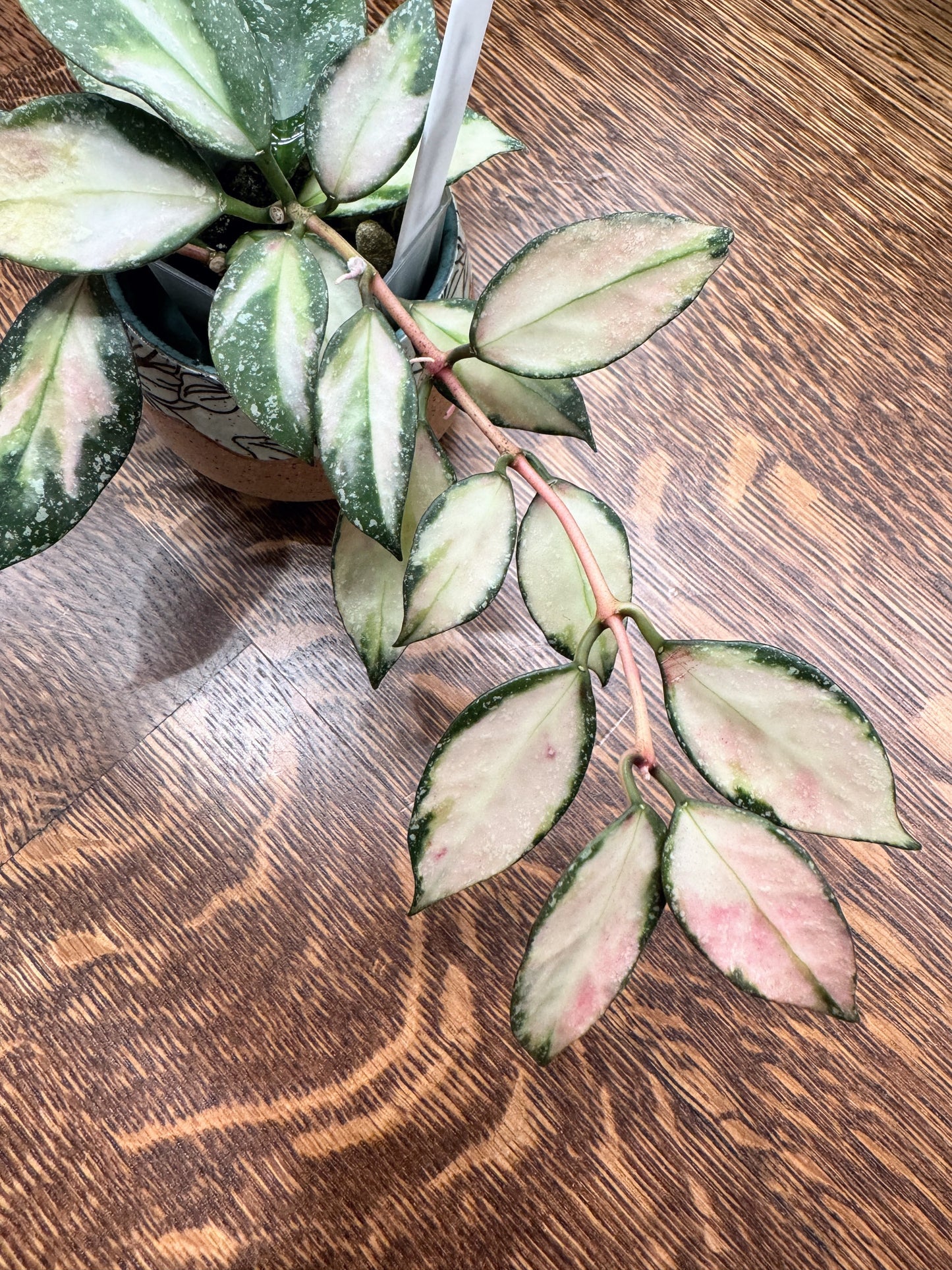 Nabawensis Variegated