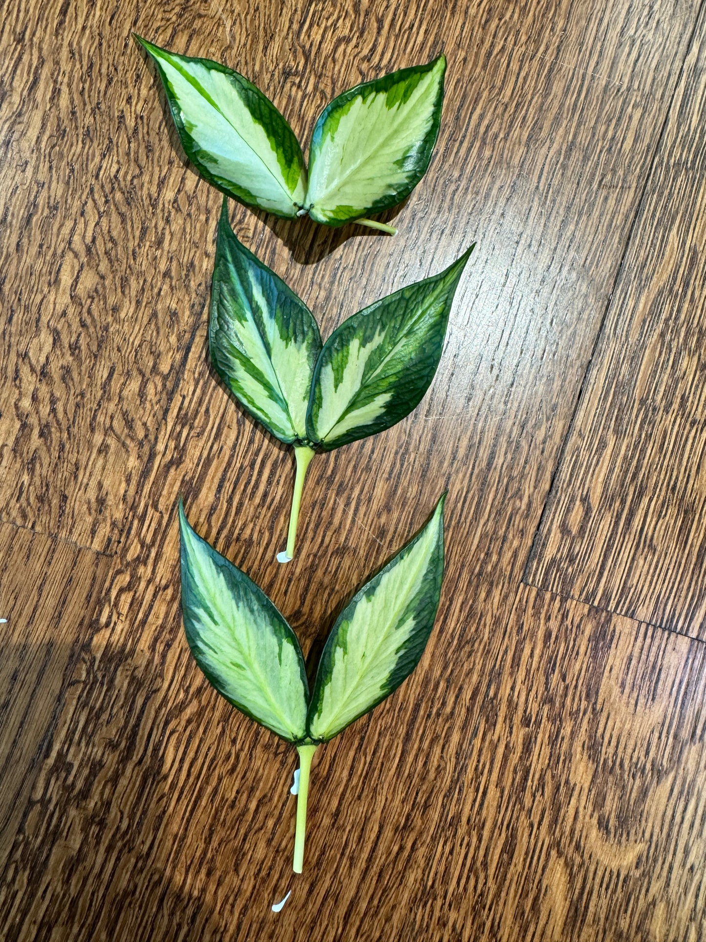 Polyneura Inner Variegated