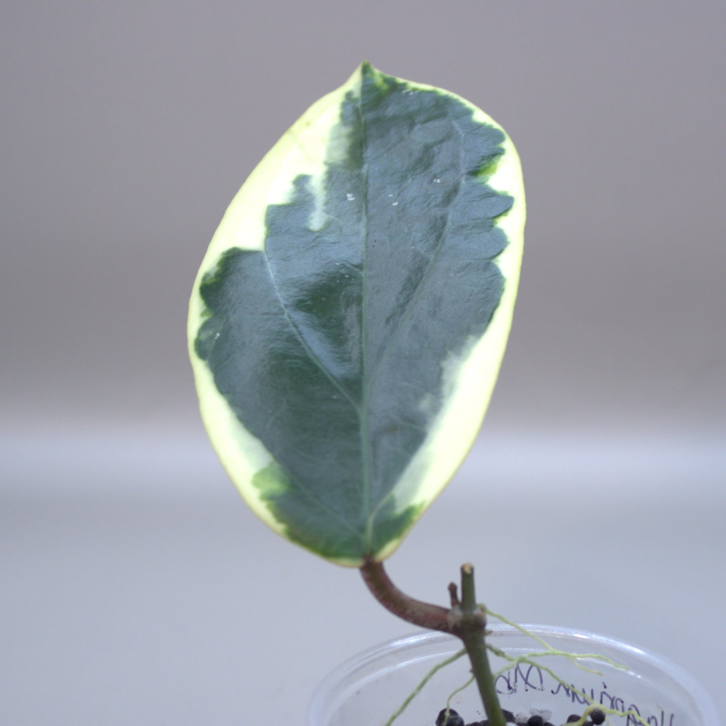 Illagorium Albo