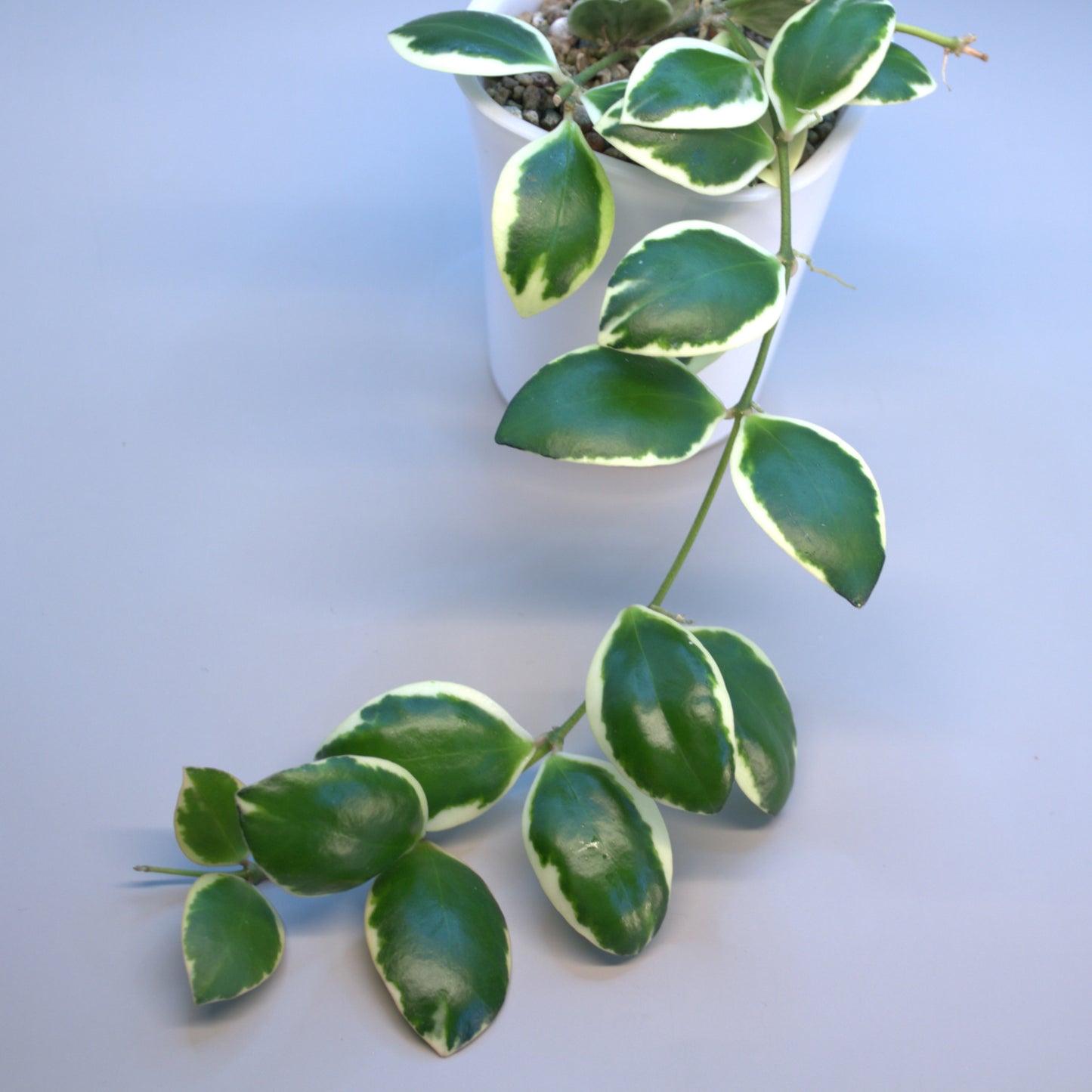 Incurvula variegated