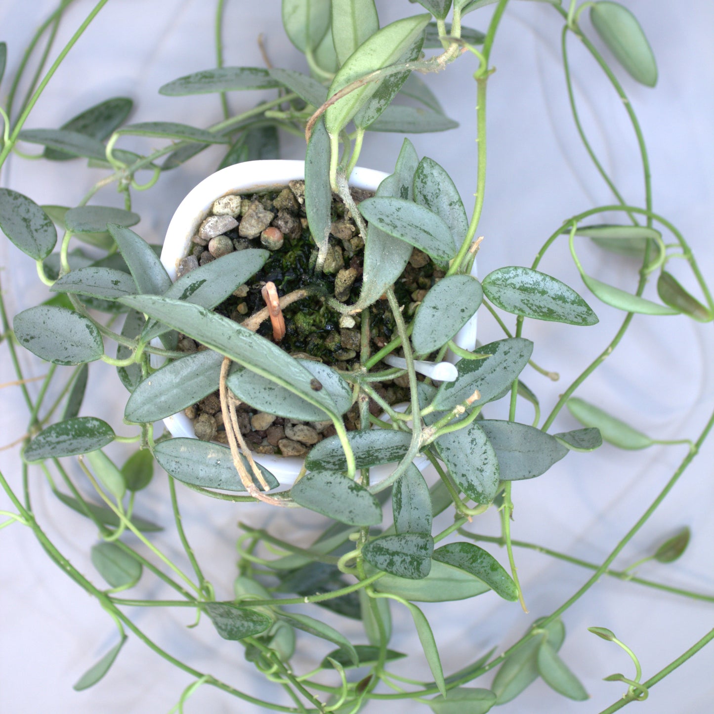 Lima Silver