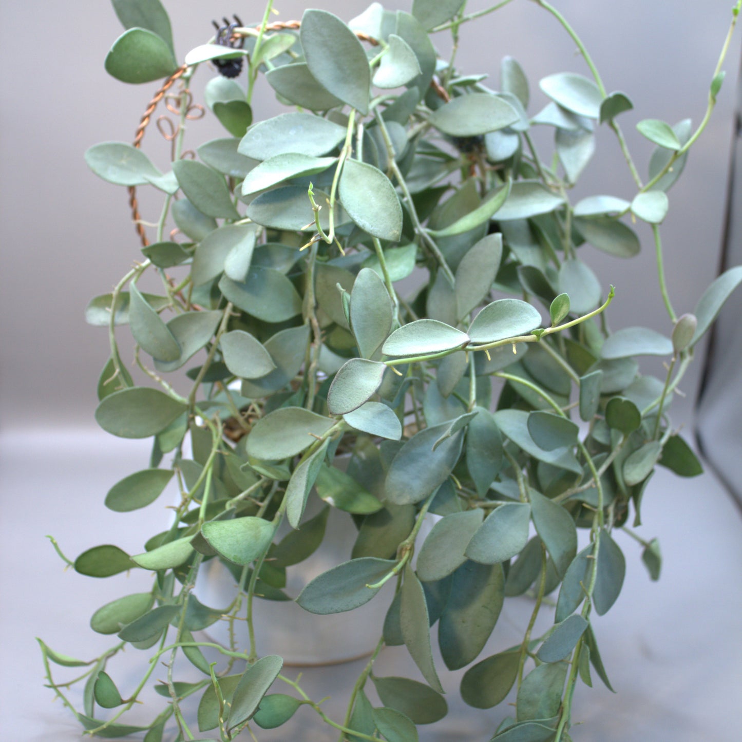 Nummaloides silver