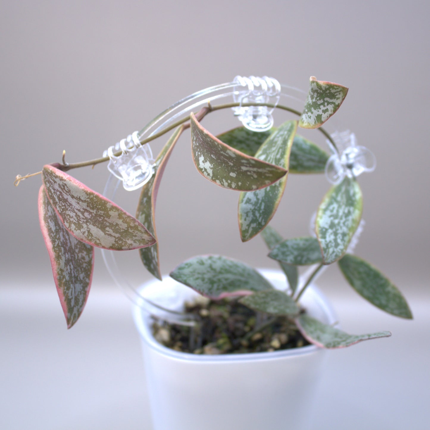 Sigilatis Variegated